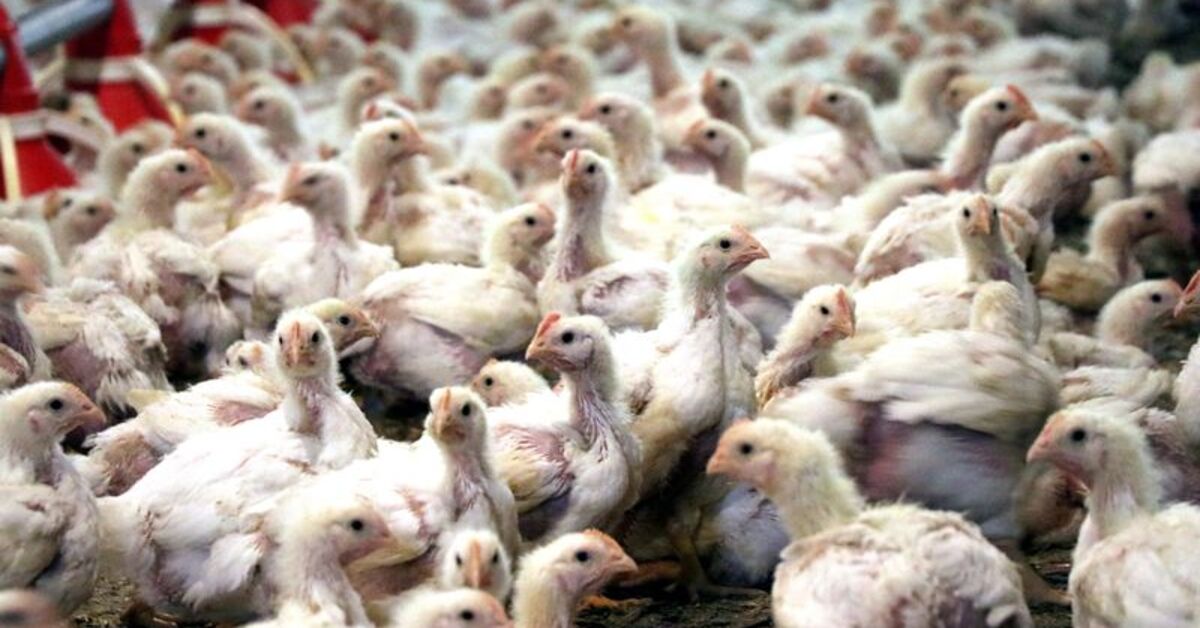 Konya’da kuş gribi tespit edildi! Bakanlıktan açıklama geldi