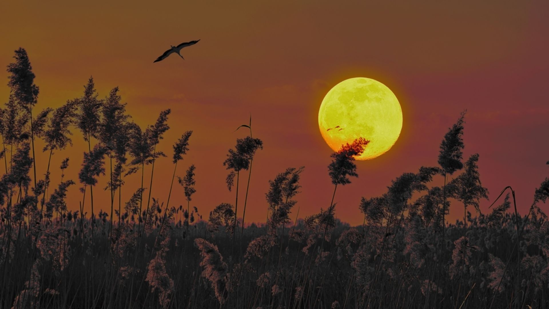 14 Ocak 2025 Yengeç burcunda Dolunay ve etkileri