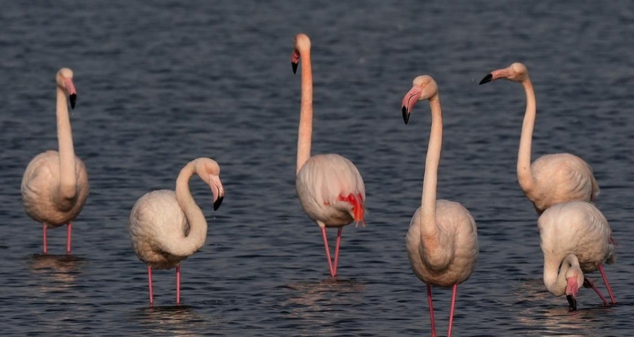 İzmir’in flamingoları şehrin gözdesi oldu