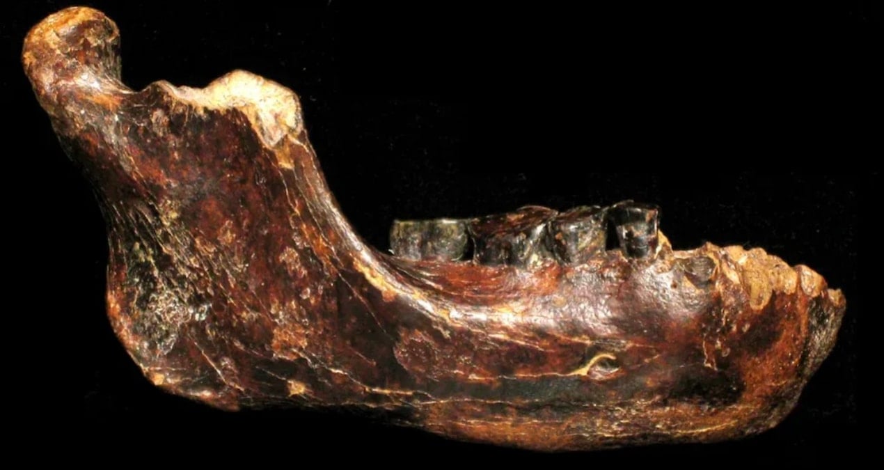 Denizin dibinde bulunan 2 bin yıllık çenenin gizemi çözüldü