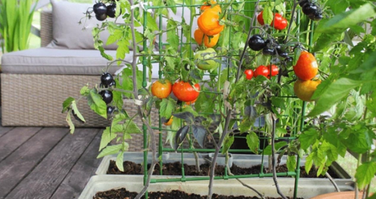 Evlerinde yetiştirip her yemekte kullanıyorlar: Bu kadar kolay olduğunu kimse tahmin etmiyordu