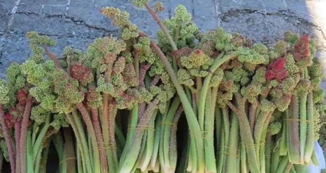 Hasadı yapıldı! Sadece bir ay yetişiyor: Kilosu 250 Lirayı geçti