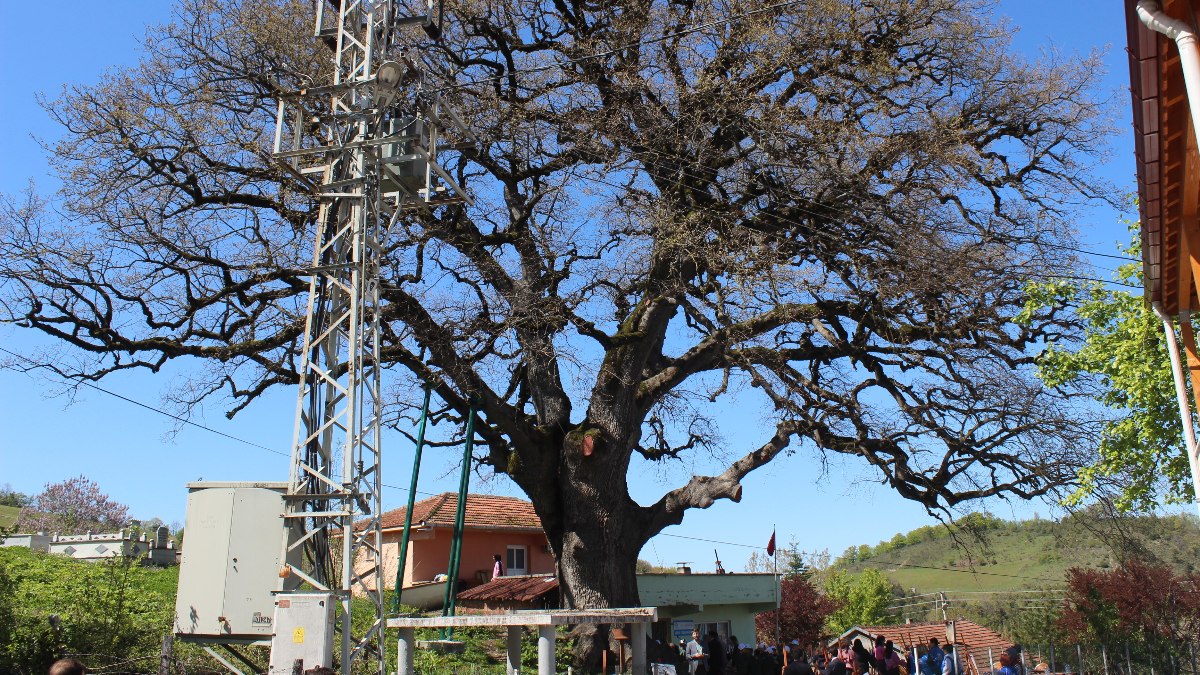 Sinop’ta 675 yıllık meşenin altında Turizm Haftası coşkusu