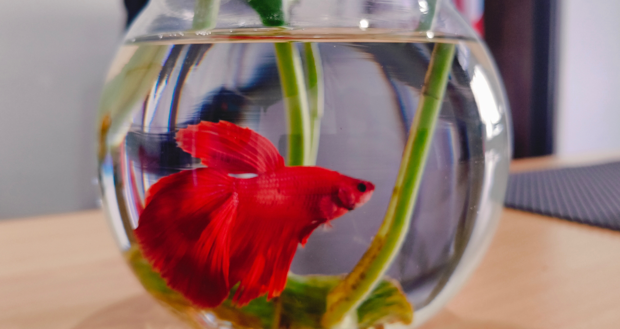 Milyonlarca insanın evde balık beslemesinin nedeni buymuş